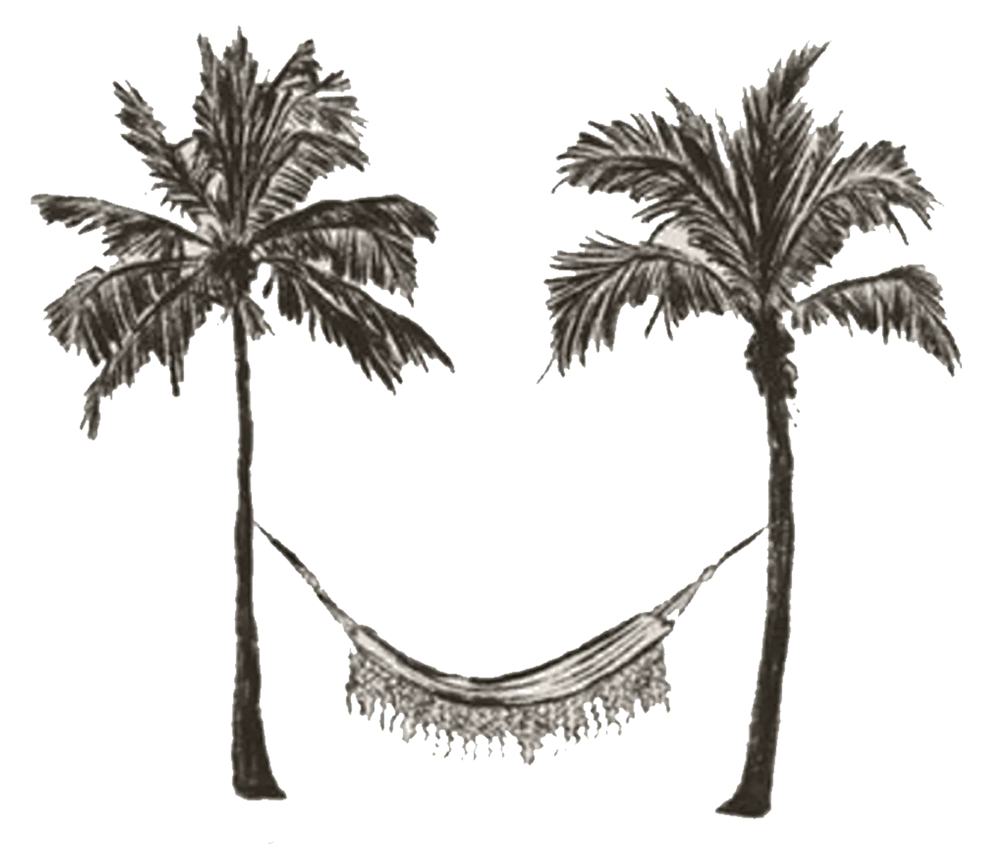 Ink engraving of two palm trees with a fringed hammock slung between them